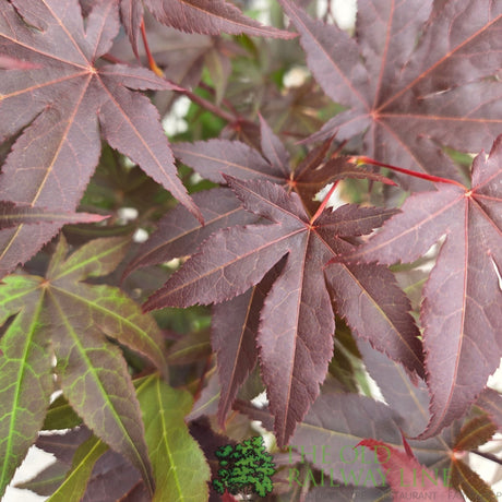 Acer Palmatum 'Atropurpureum' 10Ltr Pot - Old Railway Line Garden Centre
