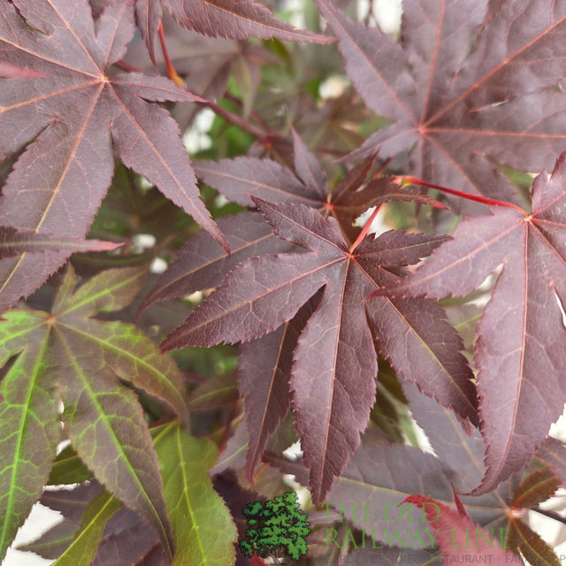 Acer Palmatum 'Atropurpureum' 10Ltr Pot - Old Railway Line Garden Centre