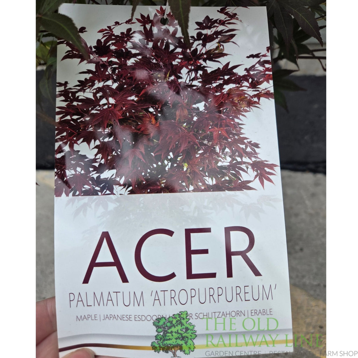 Acer Palmatum 'Atropurpureum' 10Ltr Pot - Old Railway Line Garden Centre