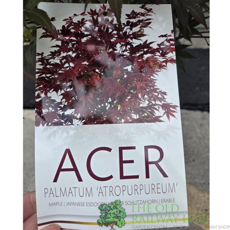 Acer Palmatum 'Atropurpureum' 10Ltr Pot - Old Railway Line Garden Centre