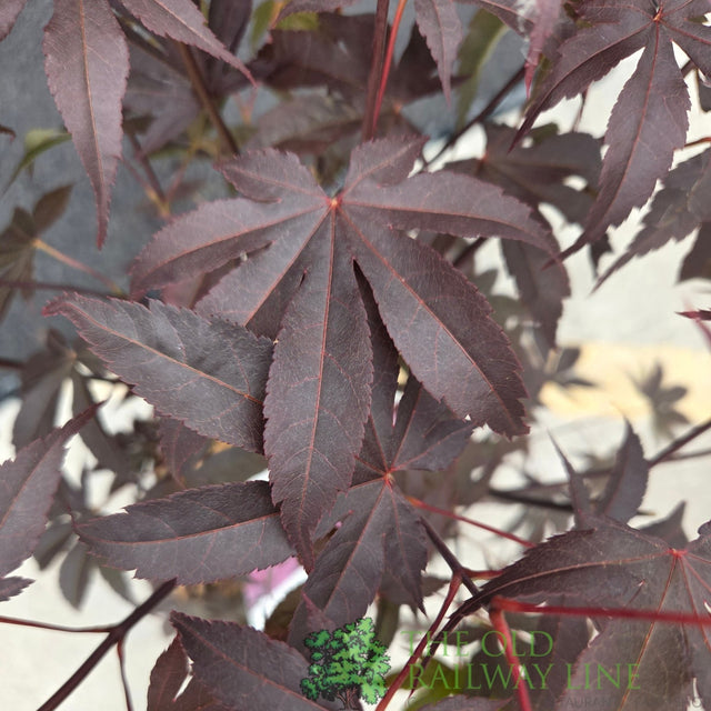 Acer Palmatum 'Bloodgood' 10Ltr Pot - Old Railway Line Garden Centre