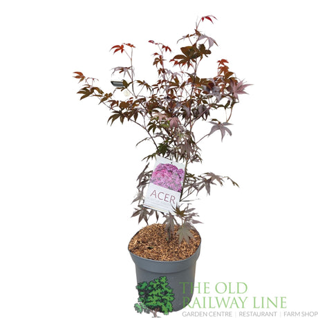 Acer Palmatum 'Bloodgood' 10Ltr Pot - Old Railway Line Garden Centre