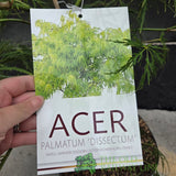 Acer Palmatum 'Dissectum' 10Ltr Pot - Old Railway Line Garden Centre