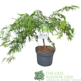 Acer Palmatum 'Dissectum' 10Ltr Pot - Old Railway Line Garden Centre