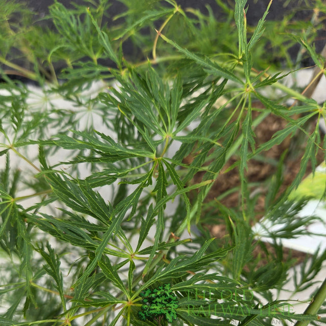 Acer Palmatum 'Dissectum' 10Ltr Pot - Old Railway Line Garden Centre
