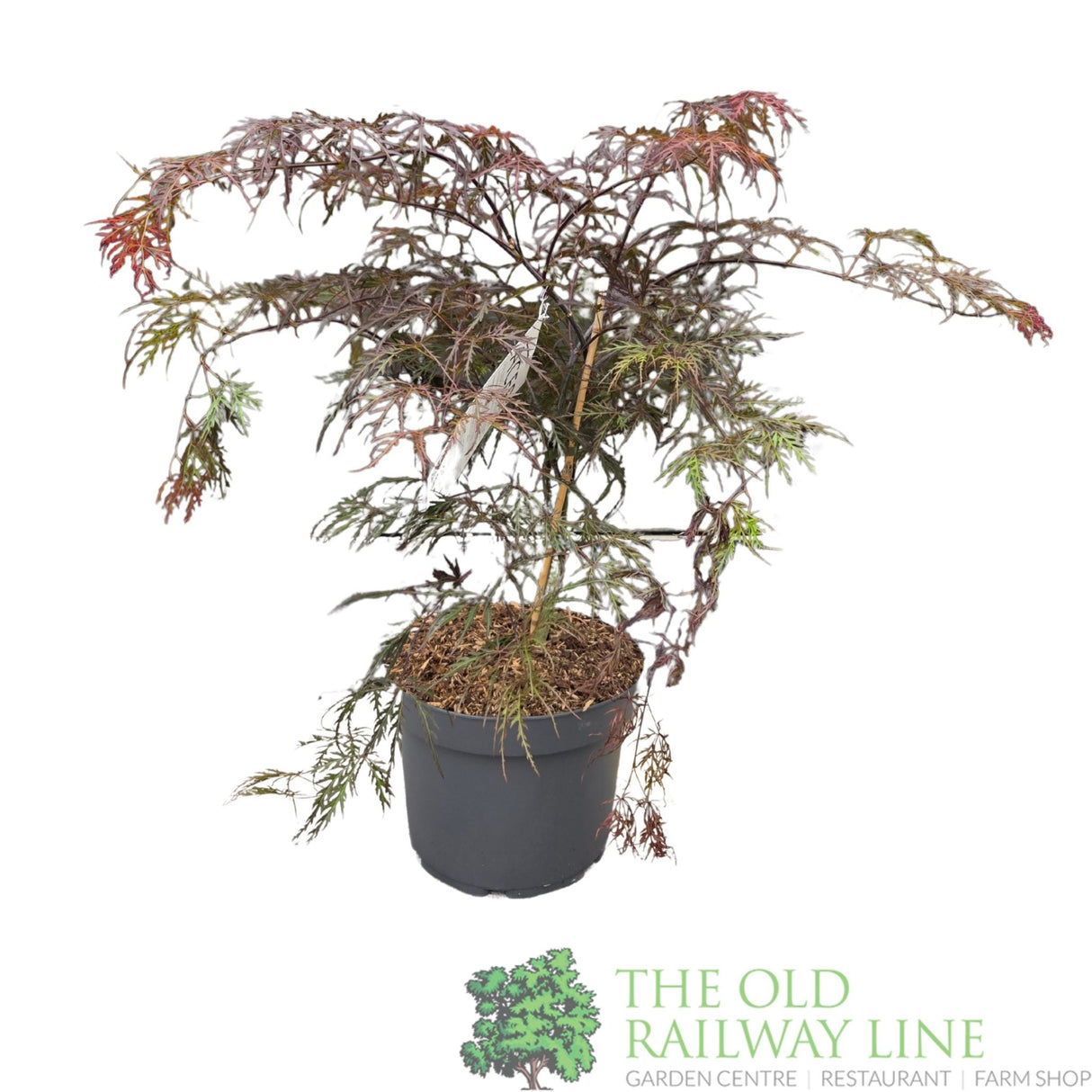 Acer Palmatum 'Garnet' 10Ltr Pot - Old Railway Line Garden Centre