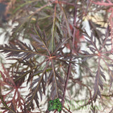 Acer Palmatum 'Garnet' 10Ltr Pot - Old Railway Line Garden Centre