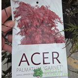 Acer Palmatum 'Garnet' 10Ltr Pot - Old Railway Line Garden Centre