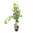 Acer palmatum 'Going Green' - Japanese Maple Tree - 3Ltr Pot - Old Railway Line Garden Centre