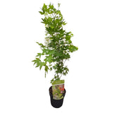 Acer palmatum 'Going Green' - Japanese Maple Tree - 3Ltr Pot - Old Railway Line Garden Centre