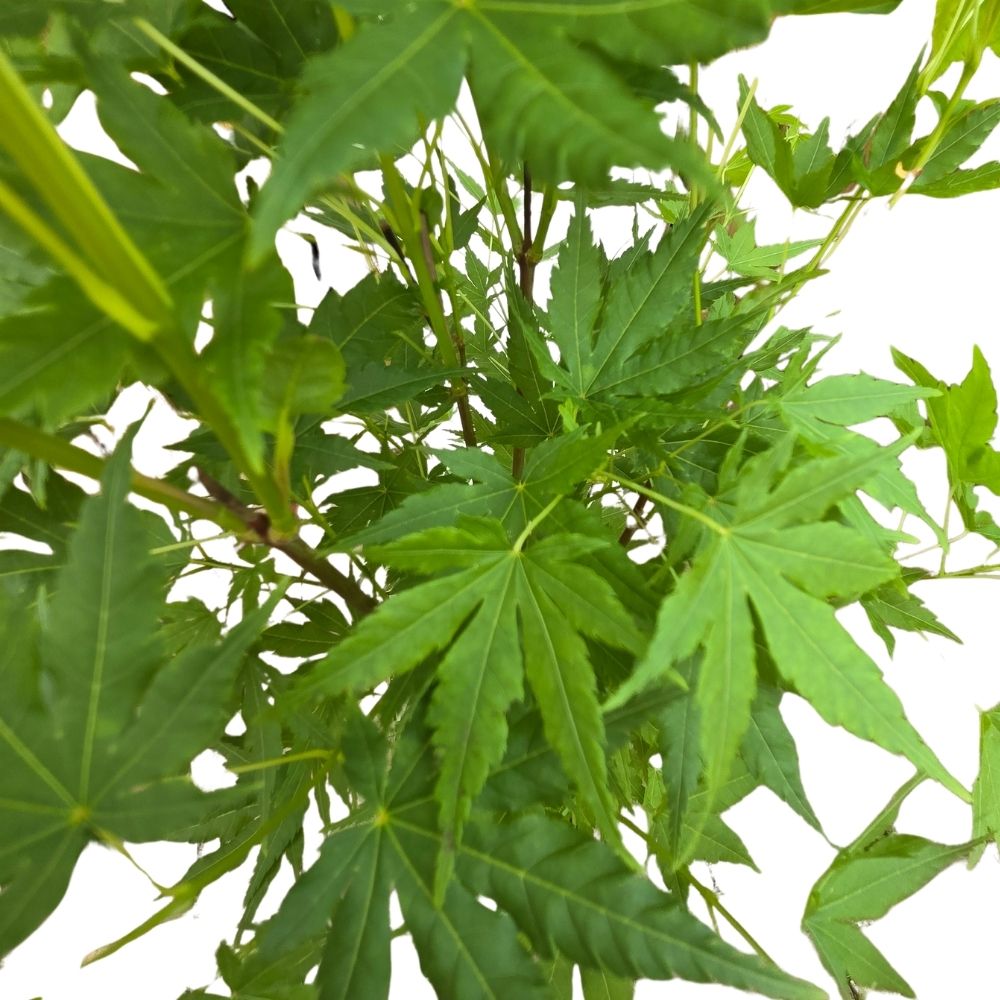 Acer palmatum 'Going Green' - Japanese Maple Tree - 3Ltr Pot - Old Railway Line Garden Centre