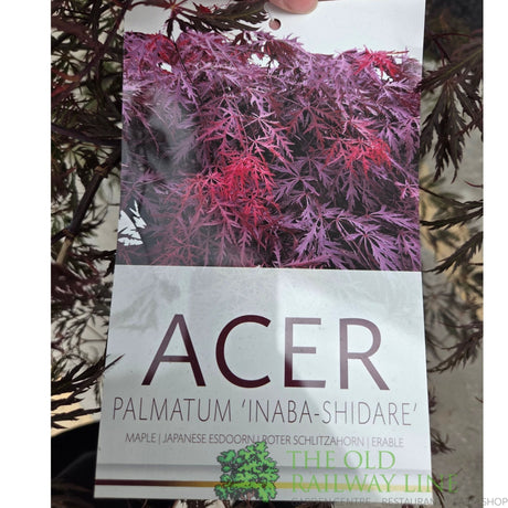 Acer Palmatum 'Inaba - Shidare' 10Ltr Pot - Old Railway Line Garden Centre