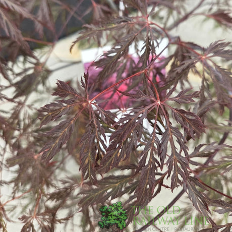 Acer Palmatum 'Inaba - Shidare' 10Ltr Pot - Old Railway Line Garden Centre