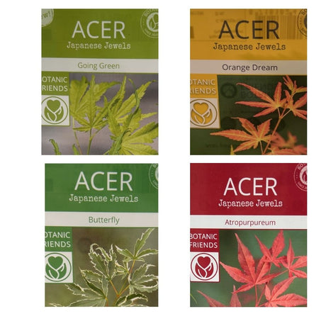 Acer Palmatum Mix Tree - 10.5cm Pot (Choice of 4) - Old Railway Line Garden Centre