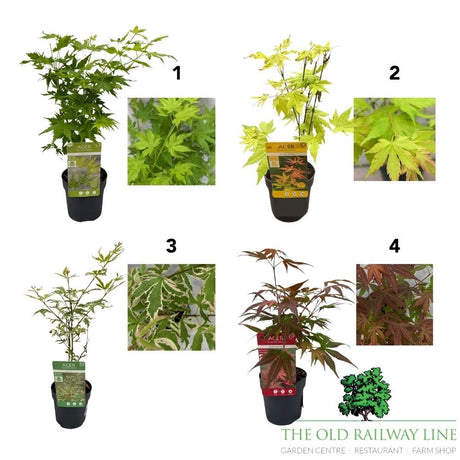 Acer Palmatum Mix Tree - 10.5cm Pot (Choice of 4) - Old Railway Line Garden Centre