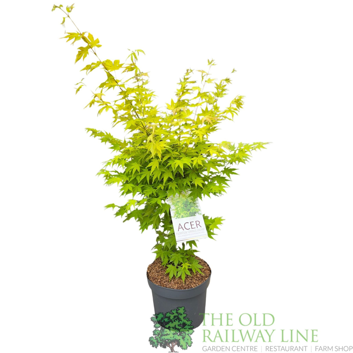 Acer Palmatum 'Orange Dream' 10Ltr Pot - Old Railway Line Garden Centre
