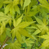 Acer Palmatum 'Orange Dream' 10Ltr Pot - Old Railway Line Garden Centre
