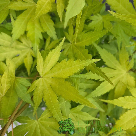 Acer Palmatum 'Orange Dream' 10Ltr Pot - Old Railway Line Garden Centre