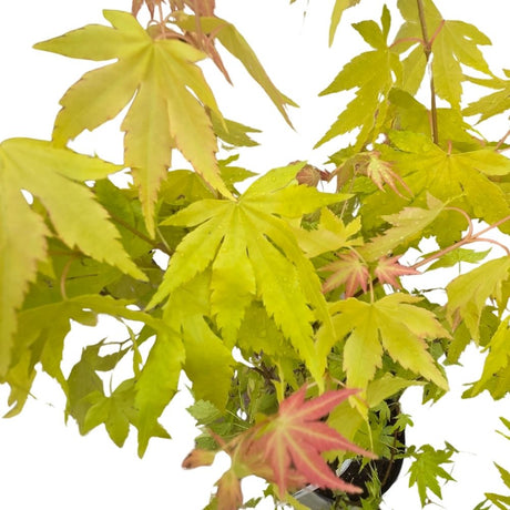 Acer palmatum 'Orange Dream' - Japanese Maple Tree - 3ltr Pot - Old Railway Line Garden Centre