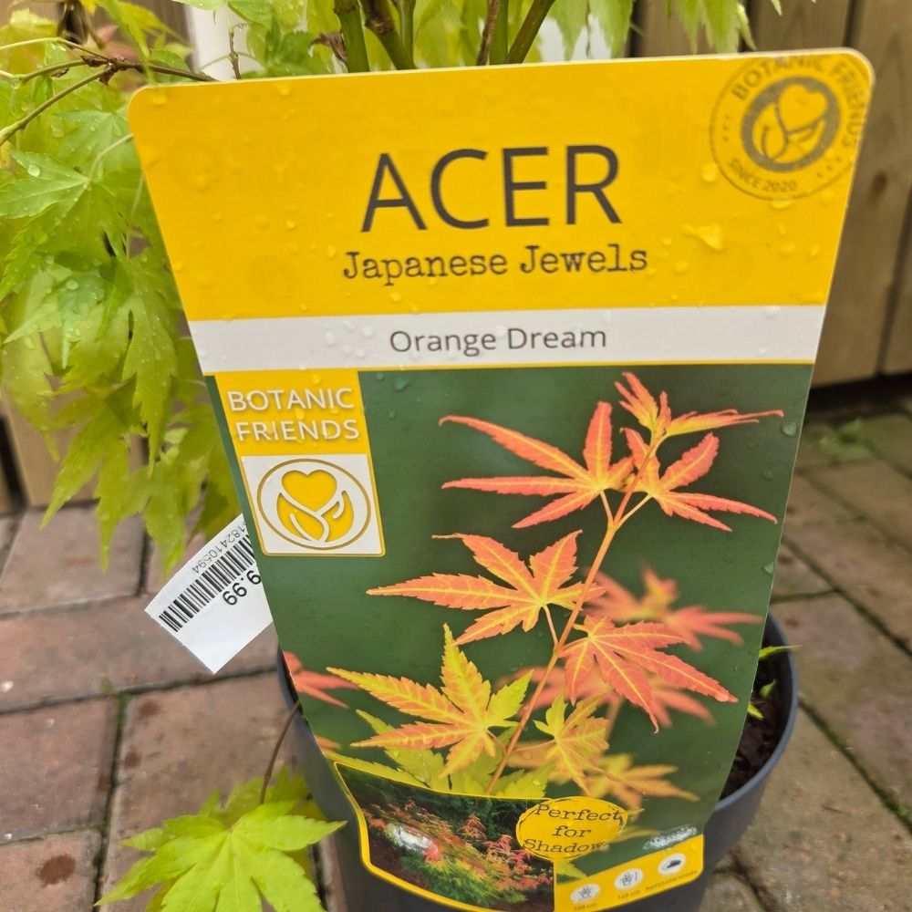 Acer palmatum 'Orange Dream' - Japanese Maple Tree - 3ltr Pot