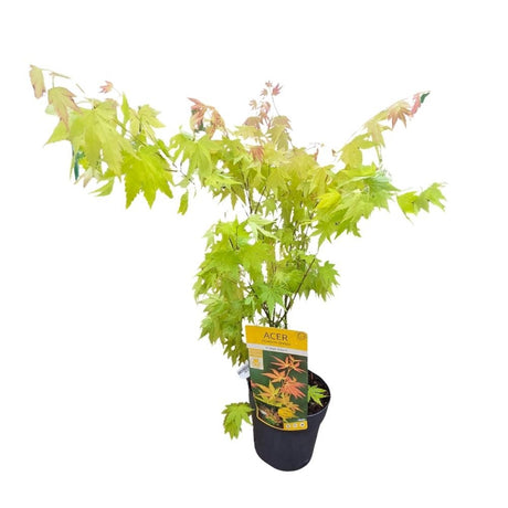 Acer palmatum 'Orange Dream' - Japanese Maple Tree - 3ltr Pot - Old Railway Line Garden Centre