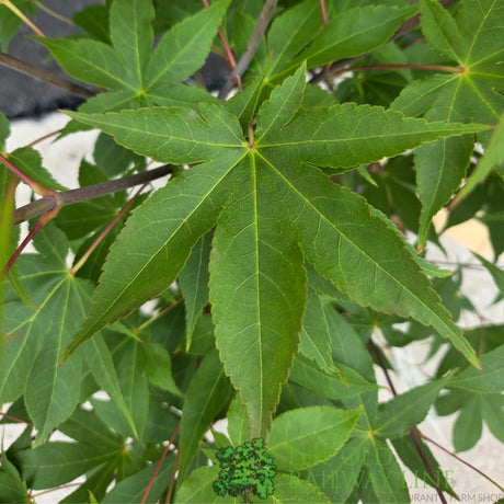Acer Palmatum 'Palm Osakazuki' 10Ltr Pot - Old Railway Line Garden Centre