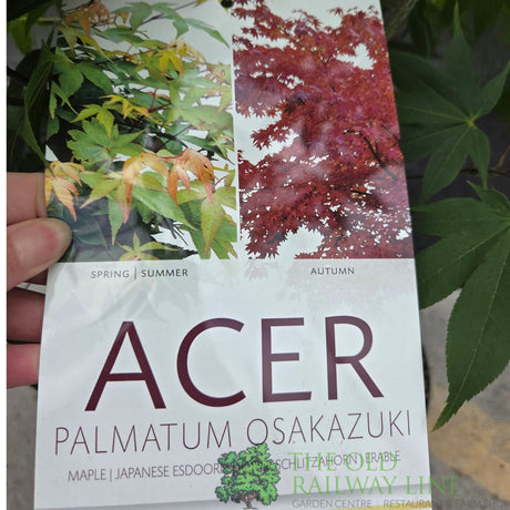 Acer Palmatum 'Palm Osakazuki' 10Ltr Pot - Old Railway Line Garden Centre