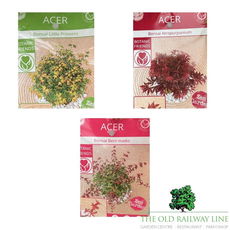 Acer Palmatum Patio Bowl Mix Tree -  23cm Pot (Choice of 3)