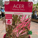 Acer 'Extravaganza' Tree - 3Ltr Pot