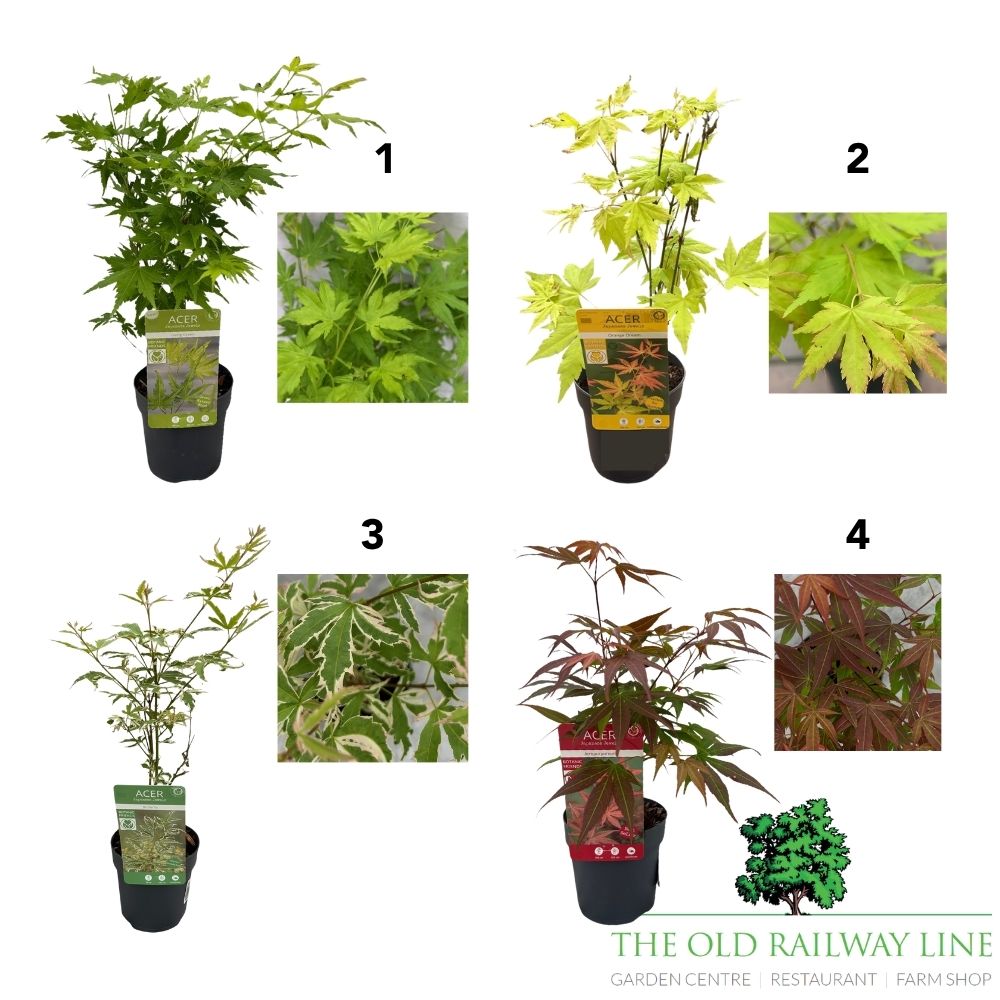 Acer Palmatum Mix Tree - 10.5cm Pot (Choice of 4)