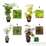 Acer Palmatum Mix Tree - 10.5cm Pot (Choice of 4)