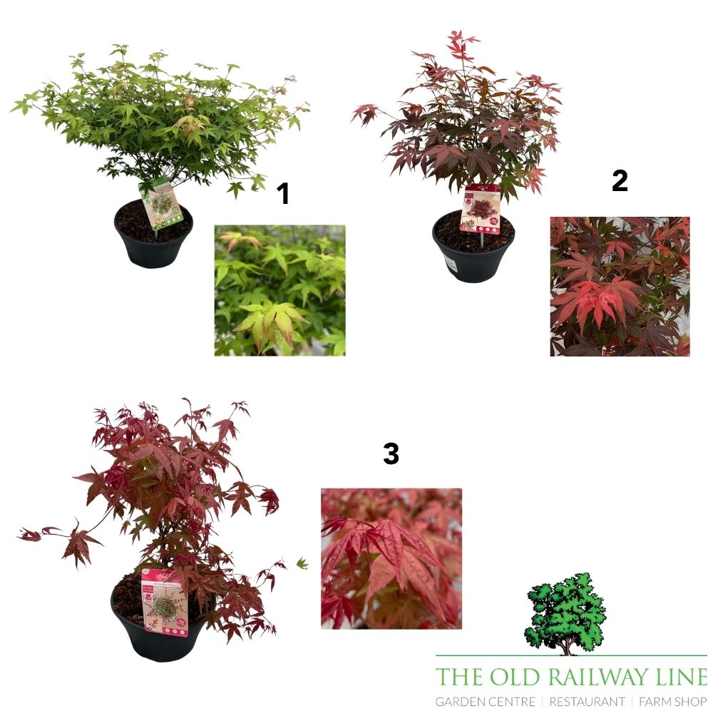 Acer Palmatum Patio Bowl Mix Tree -  23cm Pot (Choice of 3)