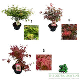 Acer Palmatum Patio Bowl Mix Tree -  23cm Pot (Choice of 3)