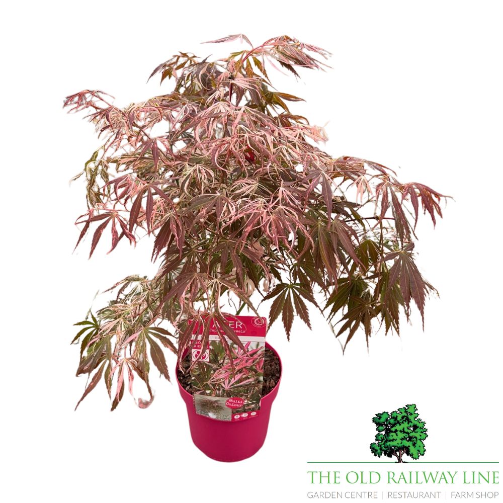 Acer 'Extravaganza' Tree - 3Ltr Pot