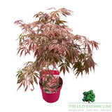 Acer 'Extravaganza' Tree - 3Ltr Pot