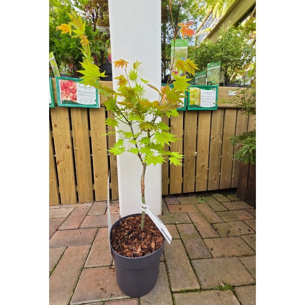 Acer shirasawanum 'Moonrise' - Japanese Maple Tree - 3Ltr Pot
