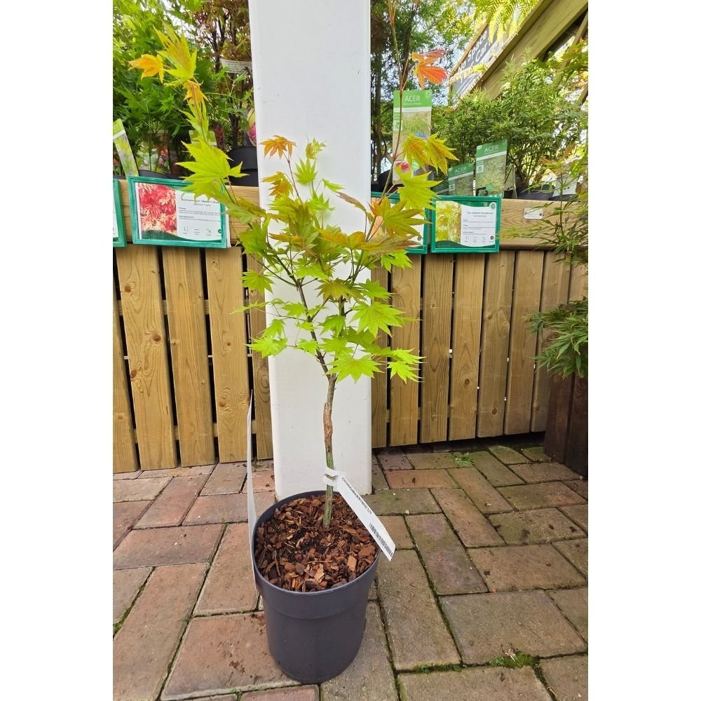Acer shirasawanum 'Moonrise' - Japanese Maple Tree - 3Ltr Pot - Old Railway Line Garden Centre