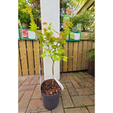 Acer shirasawanum 'Moonrise' - Japanese Maple Tree - 3Ltr Pot - Old Railway Line Garden Centre