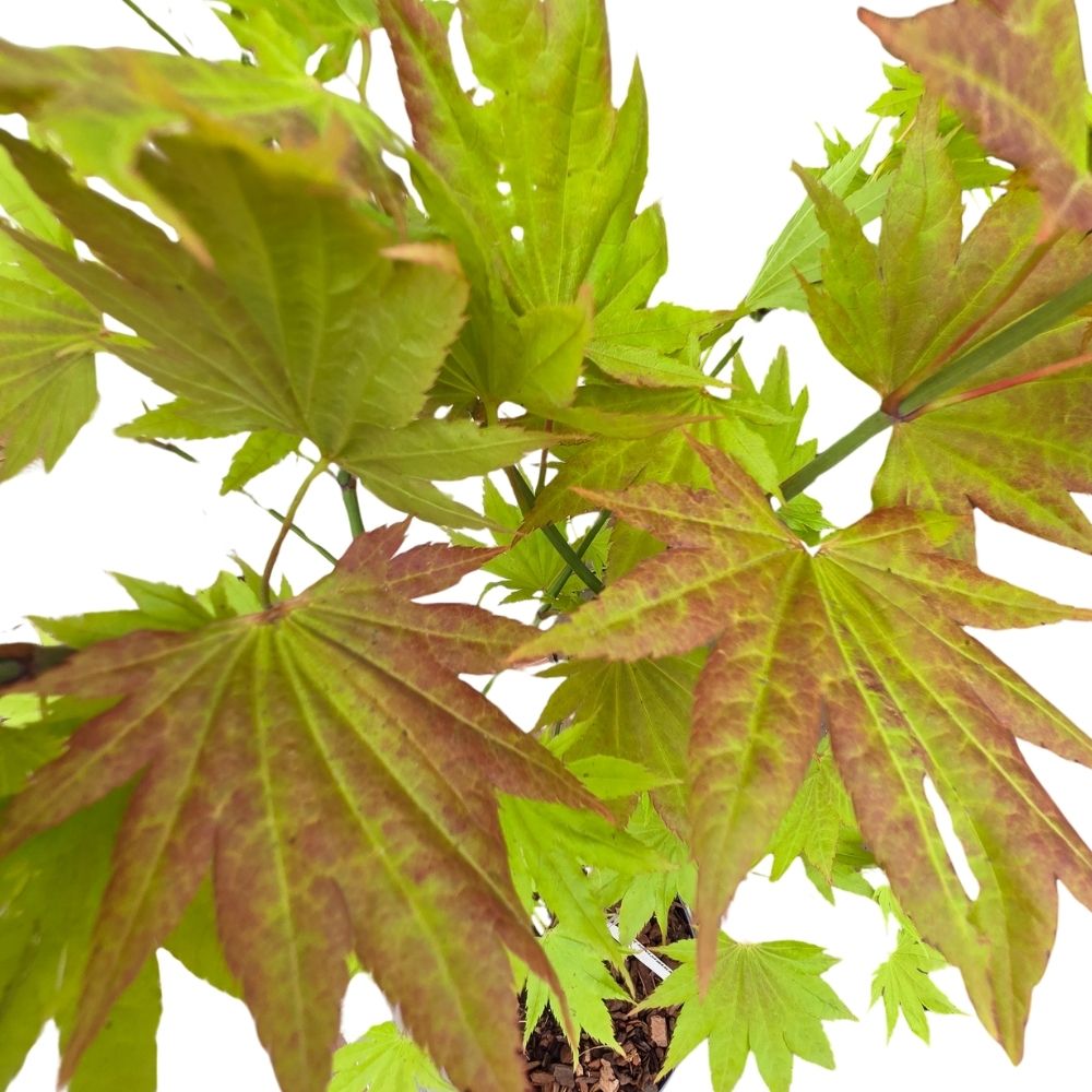 Acer shirasawanum 'Moonrise' - Japanese Maple Tree - 3Ltr Pot - Old Railway Line Garden Centre