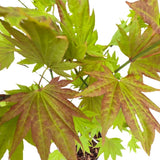 Acer shirasawanum 'Moonrise' - Japanese Maple Tree - 3Ltr Pot - Old Railway Line Garden Centre