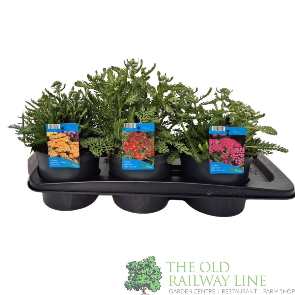 Achillea 'Milly Rock' Mixed 2ltr Pot (Choice of 3) - Old Railway Line Garden Centre