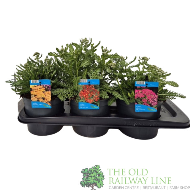 Achillea 'Milly Rock' Mixed 2ltr Pot (Choice of 3) - Old Railway Line Garden Centre