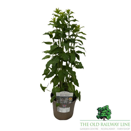 Adenophora 'White Blaze' Plant - 2Ltr Pot - Old Railway Line Garden Centre
