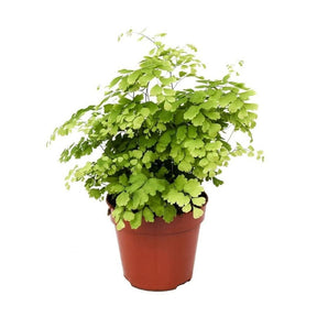 Adiantum 'Fragrans' Indoor Fern 12cm Pot - Old Railway Line Garden Centre