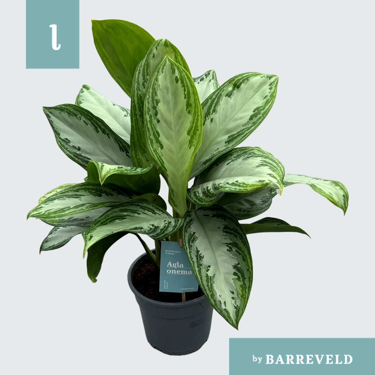 Aglaonema 'Silver Bay' Houseplant 17cm Pot (NL) - Old Railway Line Garden Centre