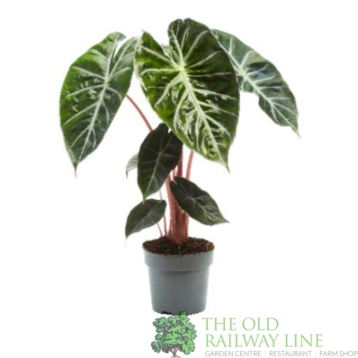 Alocasia 'Pink Dragon' 14cm Pot - Old Railway Line Garden Centre