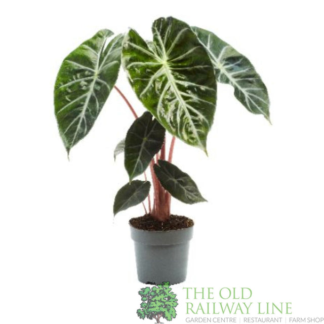 Alocasia 'Pink Dragon' 14cm Pot - Old Railway Line Garden Centre