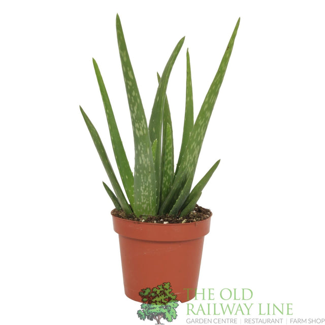 Aloe Vera 10.5cm Pot - Old Railway Line Garden Centre