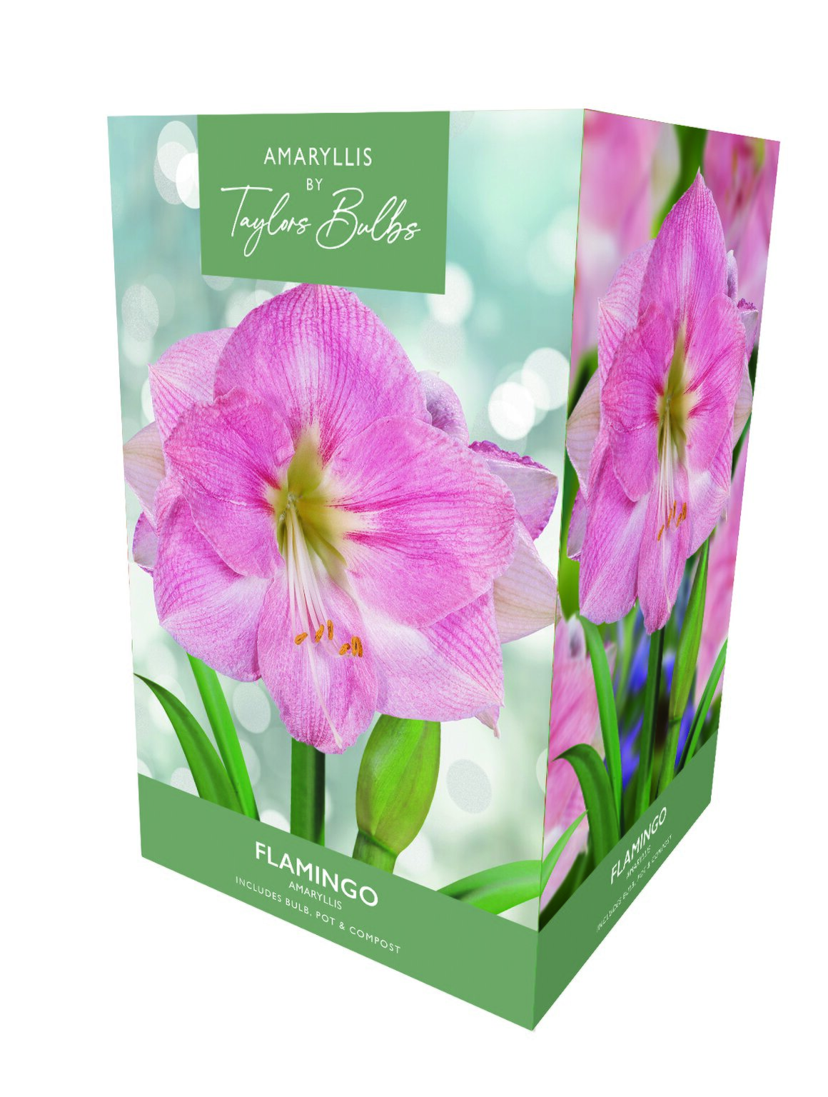 Taylors Amaryllis Flamingo