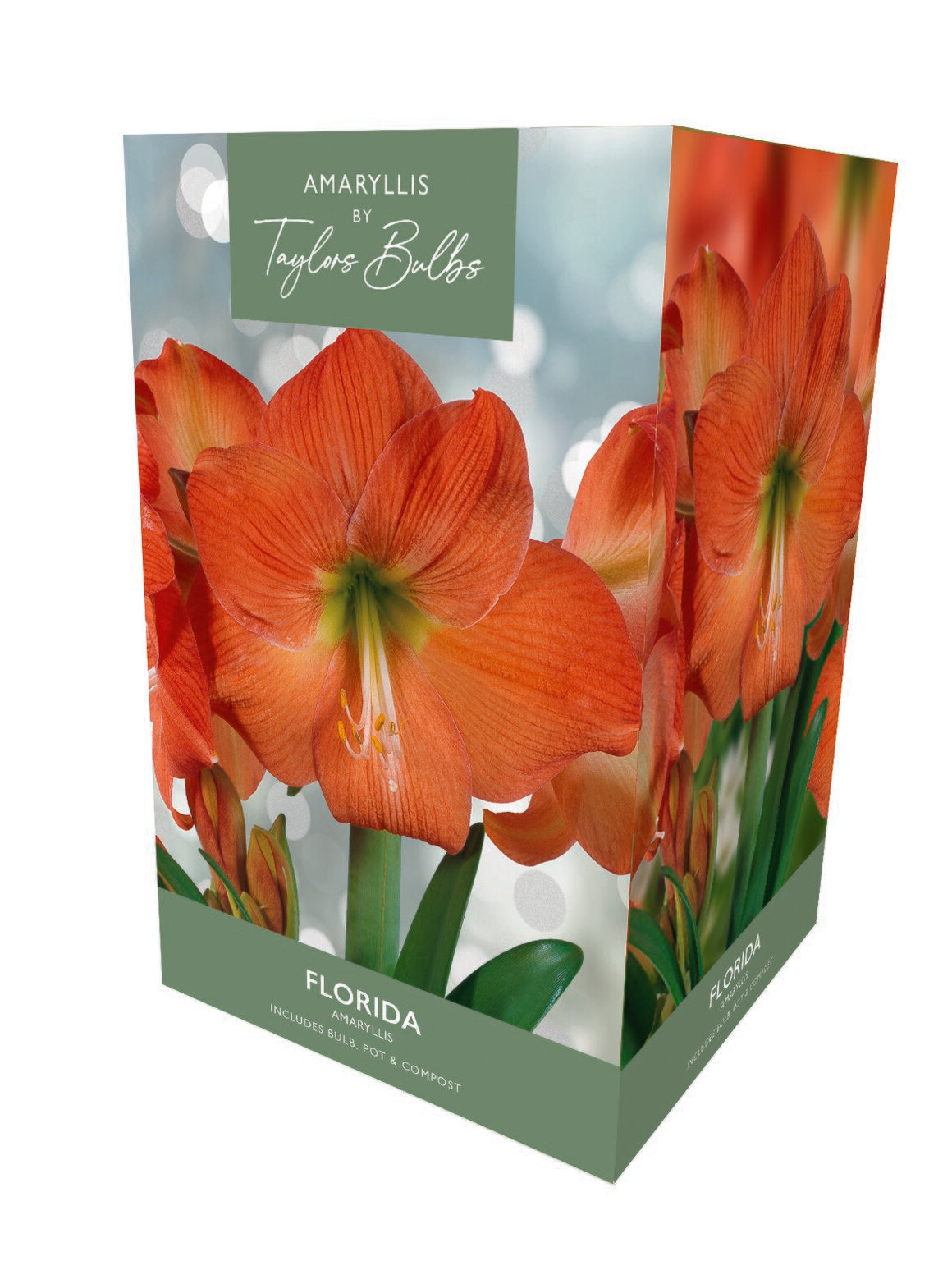 Taylors Amaryllis Florida